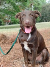 Collie-Labrador Retriever Mix Dogs for adoption in Huntsville, AL, USA