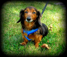 Dachshund Dogs for adoption in Pataskala, OH, USA
