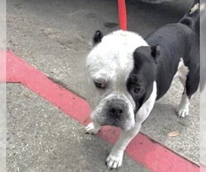 Bulldog-Unknown Mix Dogs for adoption in Houston, TX, USA