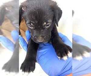 Labrador Retriever Dogs for adoption in Houston, TX, USA