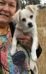 Malchi Dogs for adoption in Sonora, CA, USA