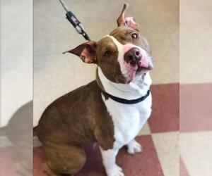 American Pit Bull Terrier-Unknown Mix Dogs for adoption in Sewaren, NJ, USA