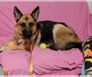 German Shepherd Dog Dogs for adoption in Mount Vernon, AR, USA