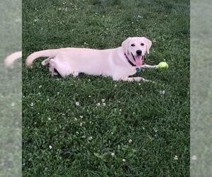 Golden Labrador Dogs for adoption in bloomington, IL, USA