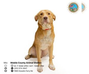 Labrador Retriever Dogs for adoption in Mobile, AL, USA