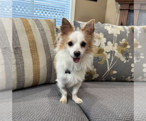 Chion Dogs for adoption in Santa Clara, CA, USA