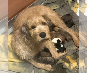 Mutt Dogs for adoption in Royal Palm Beach, FL, USA