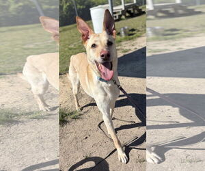 German Shepherd Dog-Unknown Mix Dogs for adoption in Virginia Beach, VA, USA