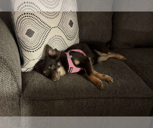 Chihuahua-Unknown Mix Dogs for adoption in Plainfield, IL, USA