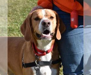 Coonhound Dogs for adoption in Nashville, IN, USA