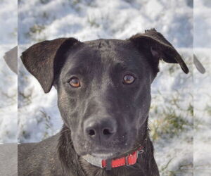 German Shepherd Dog-Unknown Mix Dogs for adoption in Huntley, IL, USA