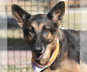 German Shepherd Dog Dogs for adoption in San Antonio, TX, USA
