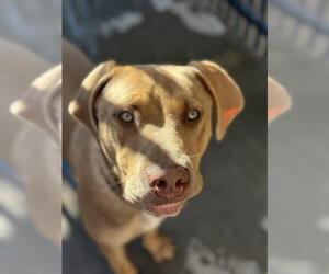 American Pit Bull Terrier-Doberman Pinscher Mix Dogs for adoption in Santa Barbara, CA, USA