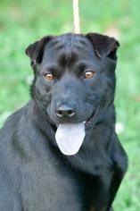Chinese Shar-Pei Dogs for adoption in Johnson City, TN, USA