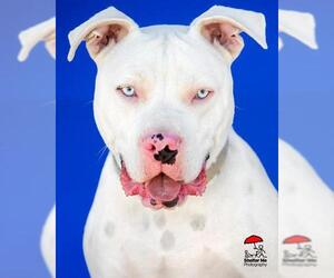 American Pit Bull Terrier Dogs for adoption in Yoder, CO, USA
