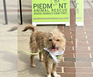 Chihuahua-Unknown Mix Dogs for adoption in Mooresville, NC, USA
