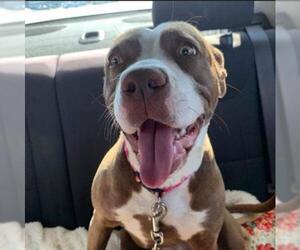 American Pit Bull Terrier Dogs for adoption in Drexel, MO, USA