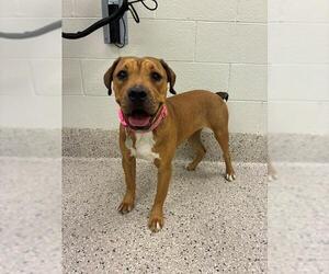 Chinese Shar-Pei Dogs for adoption in Brighton, CO, USA