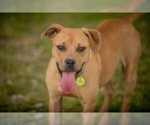 Boxador Dogs for adoption in Hillsboro, NH, USA