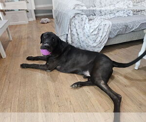 Great Dane-Labrador Retriever Mix Dogs for adoption in Thomasville, NC, USA