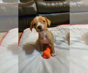 Beagle Dogs for adoption in Westwood, NJ, USA