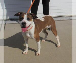 American Pit Bull Terrier-Unknown Mix Dogs for adoption in Louisville, KY, USA