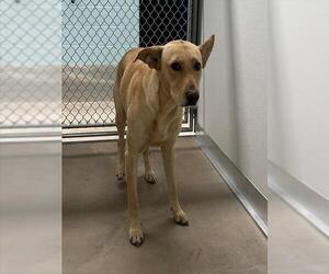 Labrador Retriever-Unknown Mix Dogs for adoption in Temple, TX, USA
