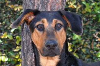 Doberman Pinscher-Unknown Mix Dogs for adoption in Newport Beach, CA, USA