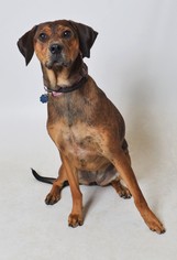 Plott Hound Dogs for adoption in Fruit Heights, UT, USA