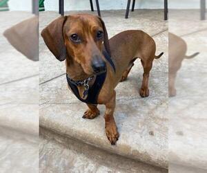 Dachshund Dogs for adoption in Los Angeles, CA, USA