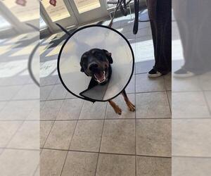 Doberman Pinscher-Unknown Mix Dogs for adoption in San Antonio, TX, USA