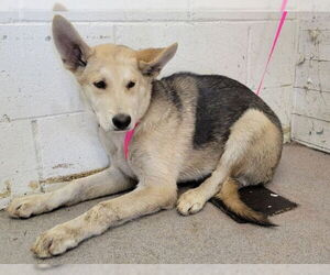 German Shepherd Dog Dogs for adoption in San Bernardino, CA, USA