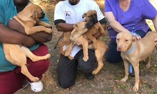 Labrador Retriever-Unknown Mix Dogs for adoption in Rockaway, NJ, USA