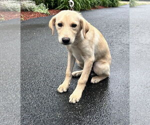 Huskies -Labrador Retriever Mix Dogs for adoption in Sterling, MA, USA