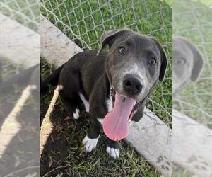Labrador Retriever-Unknown Mix Dogs for adoption in Riverside, CA, USA