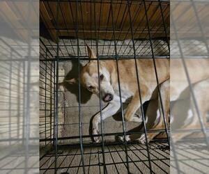 Carolina Dog-Unknown Mix Dogs for adoption in San Antonio, TX, USA