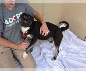 Border Collie-Unknown Mix Dogs for adoption in McKinney, TX, USA