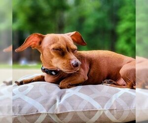 Dachshund Dogs for adoption in Helena, AL, USA