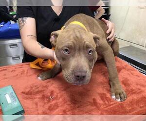 American Pit Bull Terrier-Unknown Mix Dogs for adoption in Riverside, CA, USA