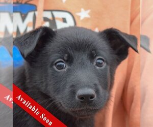 Dutch Shepherd -German Shepherd Dog Mix Dogs for adoption in Huntley, IL, USA