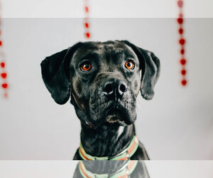 Boxador Dogs for adoption in Sandy, UT, USA