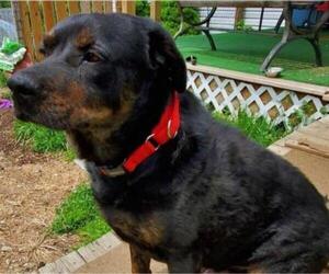 Rottweiler Dogs for adoption in Walnutport, PA, USA