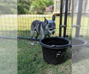 Small Boston Terrier