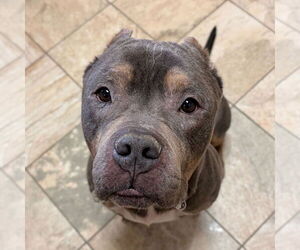 Mutt Dogs for adoption in Jefferson, WI, USA