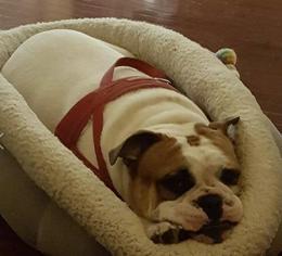 Bulldog Dogs for adoption in Spotsylvania, VA, USA