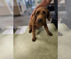 Goldendoodle (Miniature) Dogs for adoption in Rockwall, TX, USA