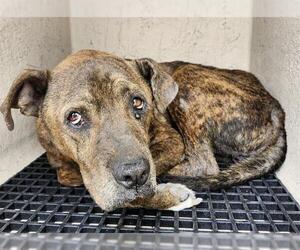 Boxer-Unknown Mix Dogs for adoption in San Antonio, TX, USA