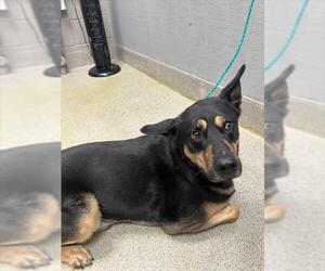 German Shepherd Dog-Unknown Mix Dogs for adoption in Las Vegas, NV, USA