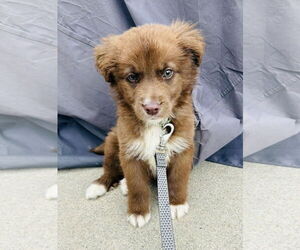 Australian Shepherd-Unknown Mix Dogs for adoption in Germantown, OH, USA