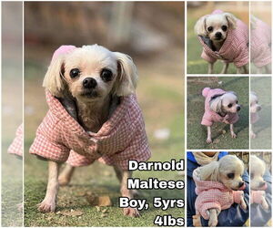Maltese Dogs for adoption in Seattle, WA, USA